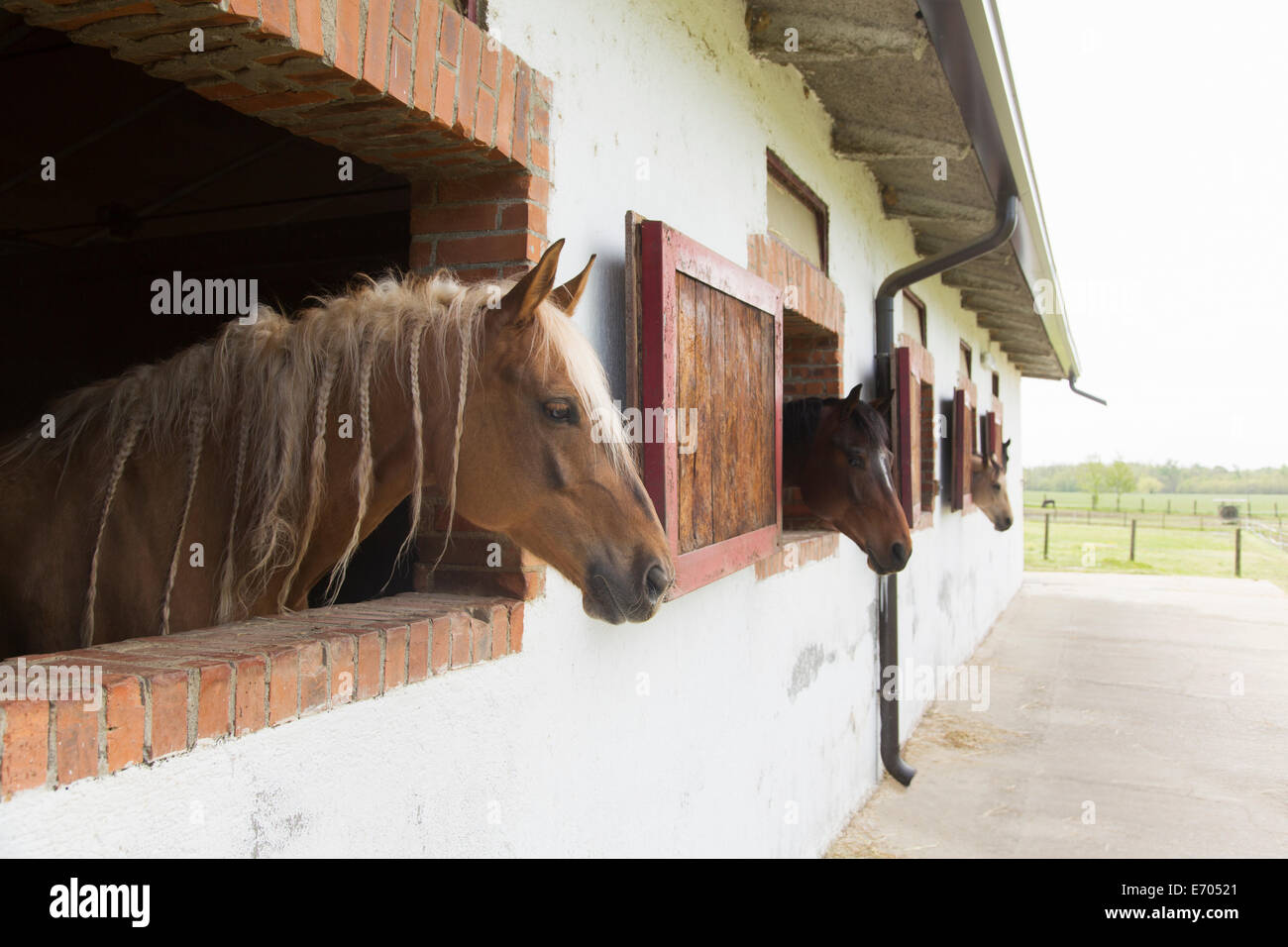 Horses in stable Stock Photo