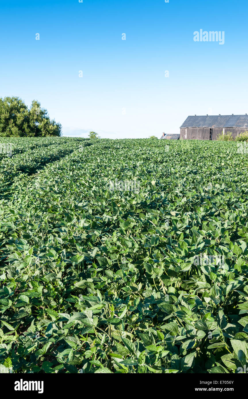 Field of soybeans in Kentucky Stock Photo Alamy
