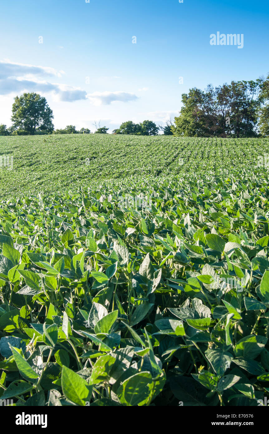 Field of soybeans in Kentucky Stock Photo Alamy