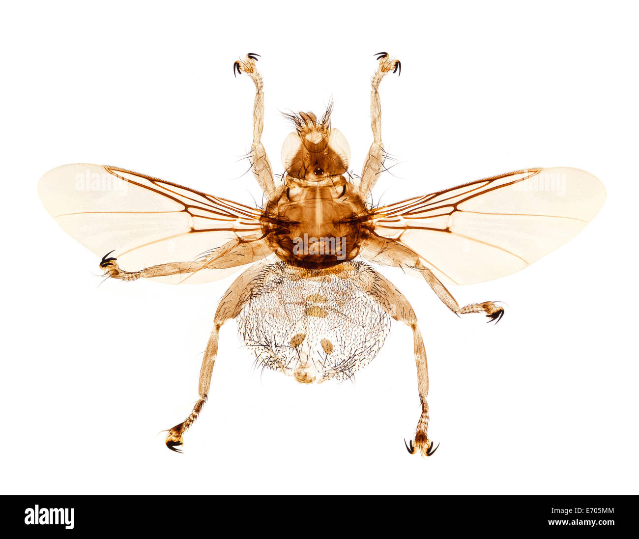 Louse fly with wings, brightfield photomicrograph Stock Photo