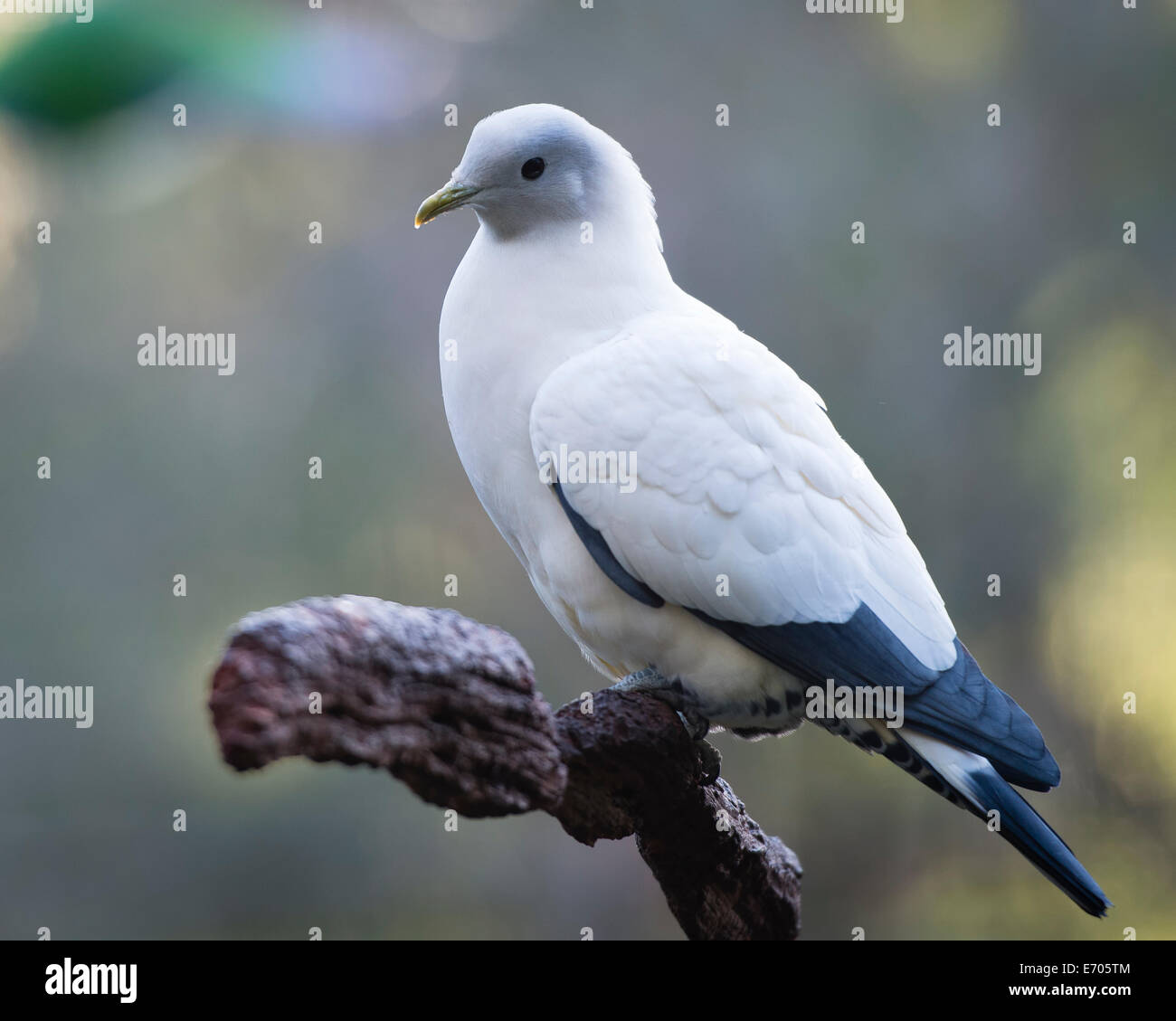 Pigeons and doves, are stout-bodied birds with short necks, and short, slender bills with fleshy ceres.  Shot using Nikon-D800E. Stock Photo
