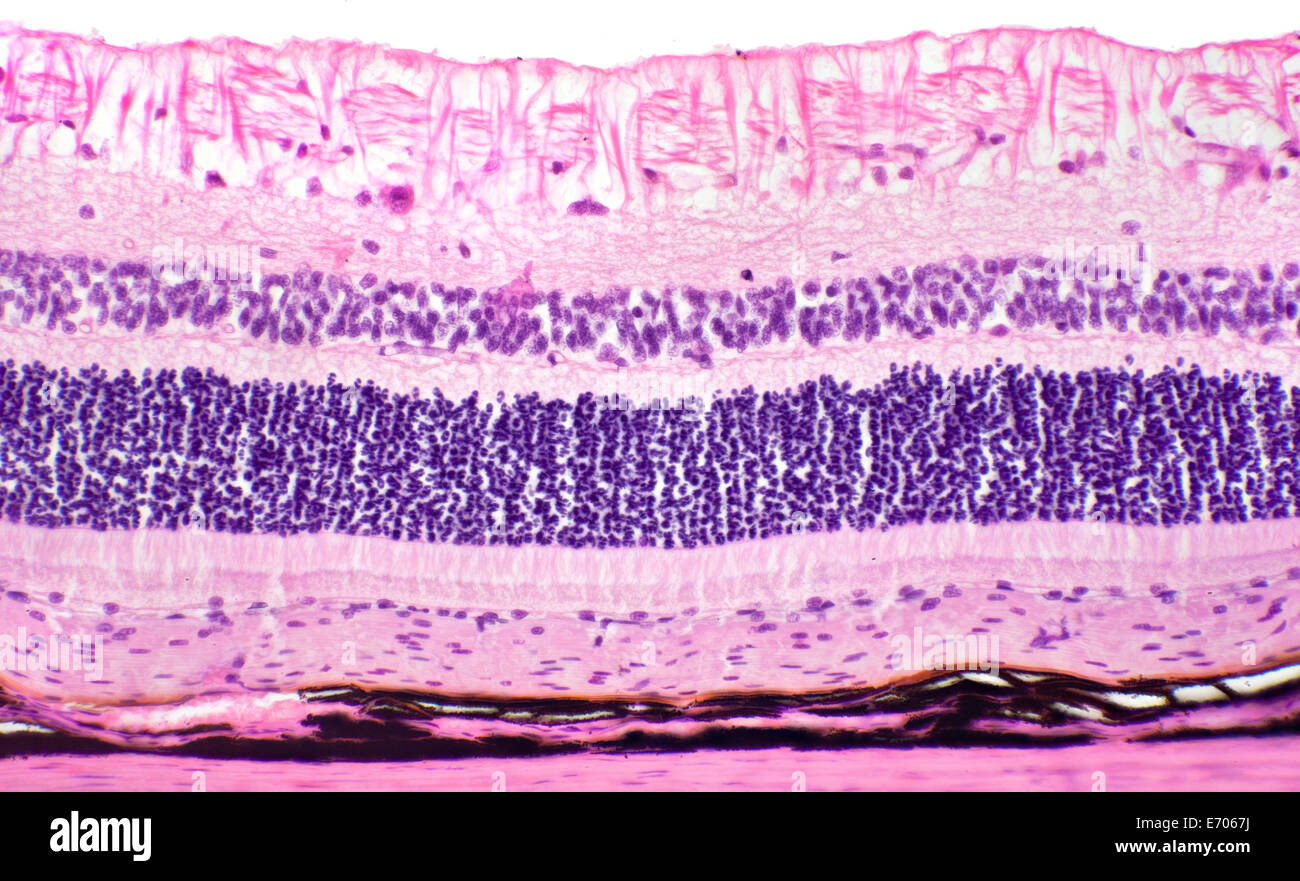 Brightfield photomicrograph, retina of cat showing general structure, rods, cones Stock Photo