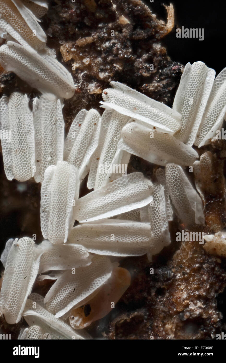 Macro photograph of Housefly eggs, Musca domestica Stock Photo