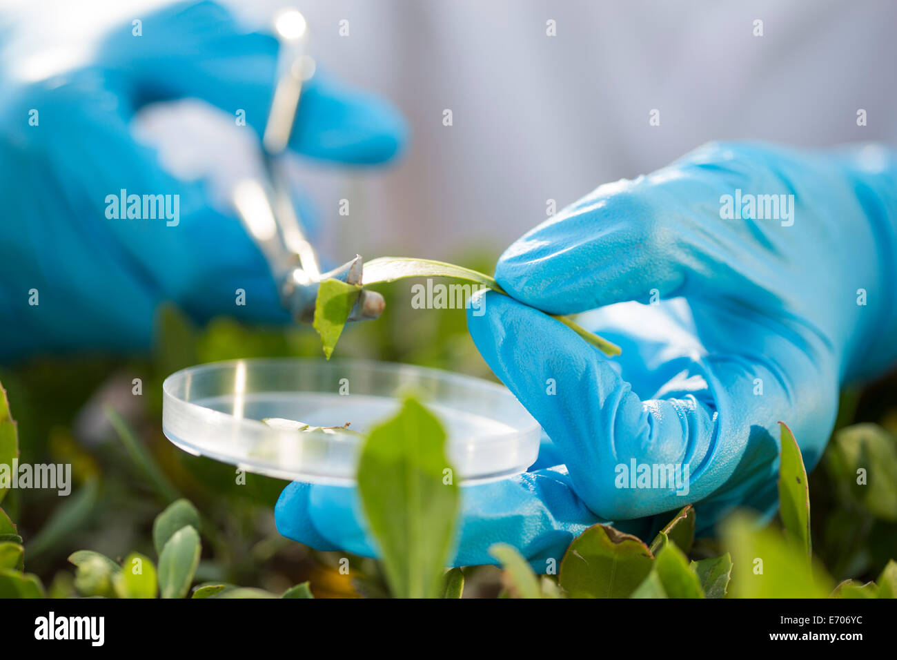 Close up of female scientist hands cutting leaf sample into petri dish Stock Photo