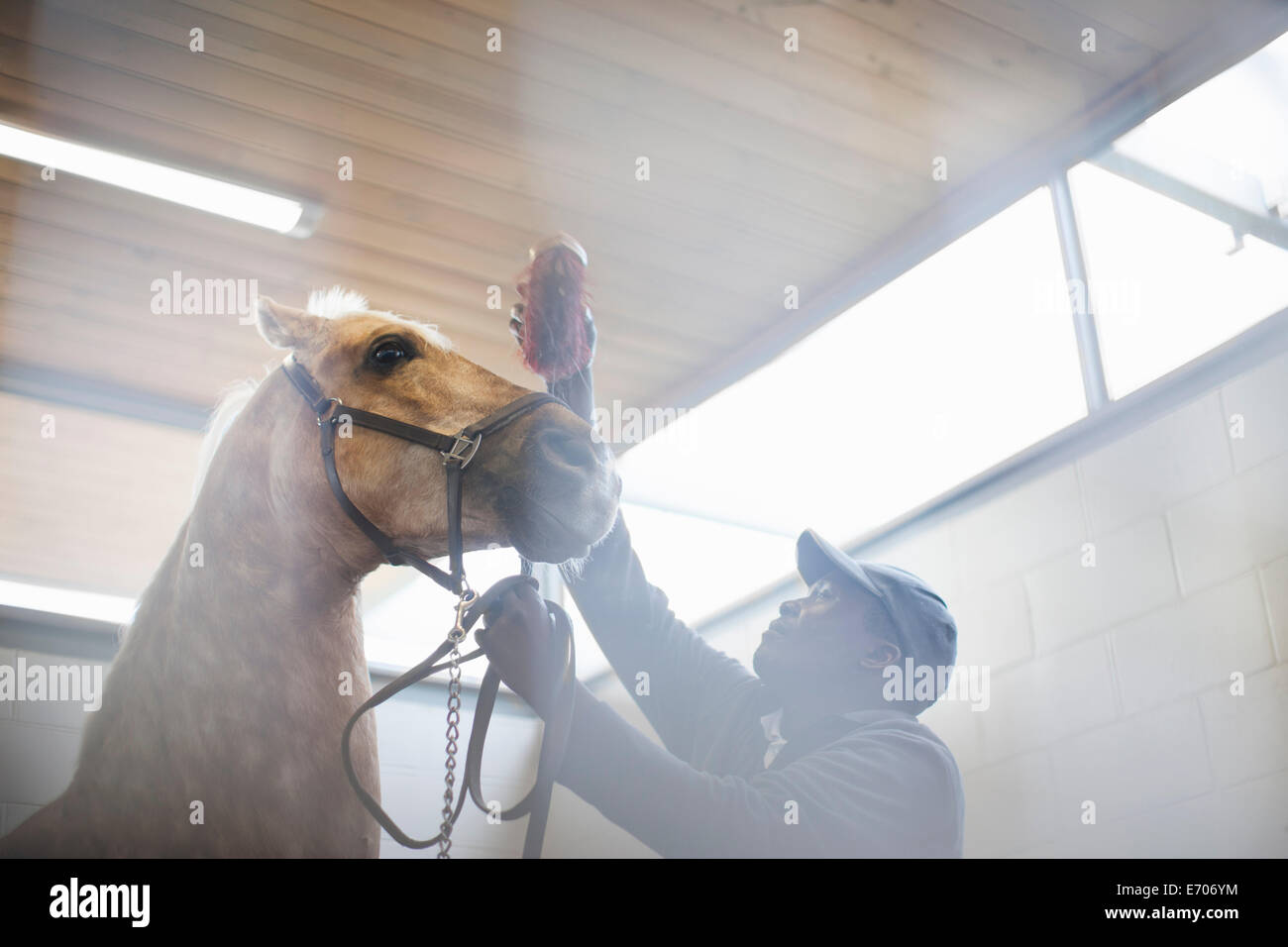 Low angle view of male stablehand grooming nervous horse Stock Photo