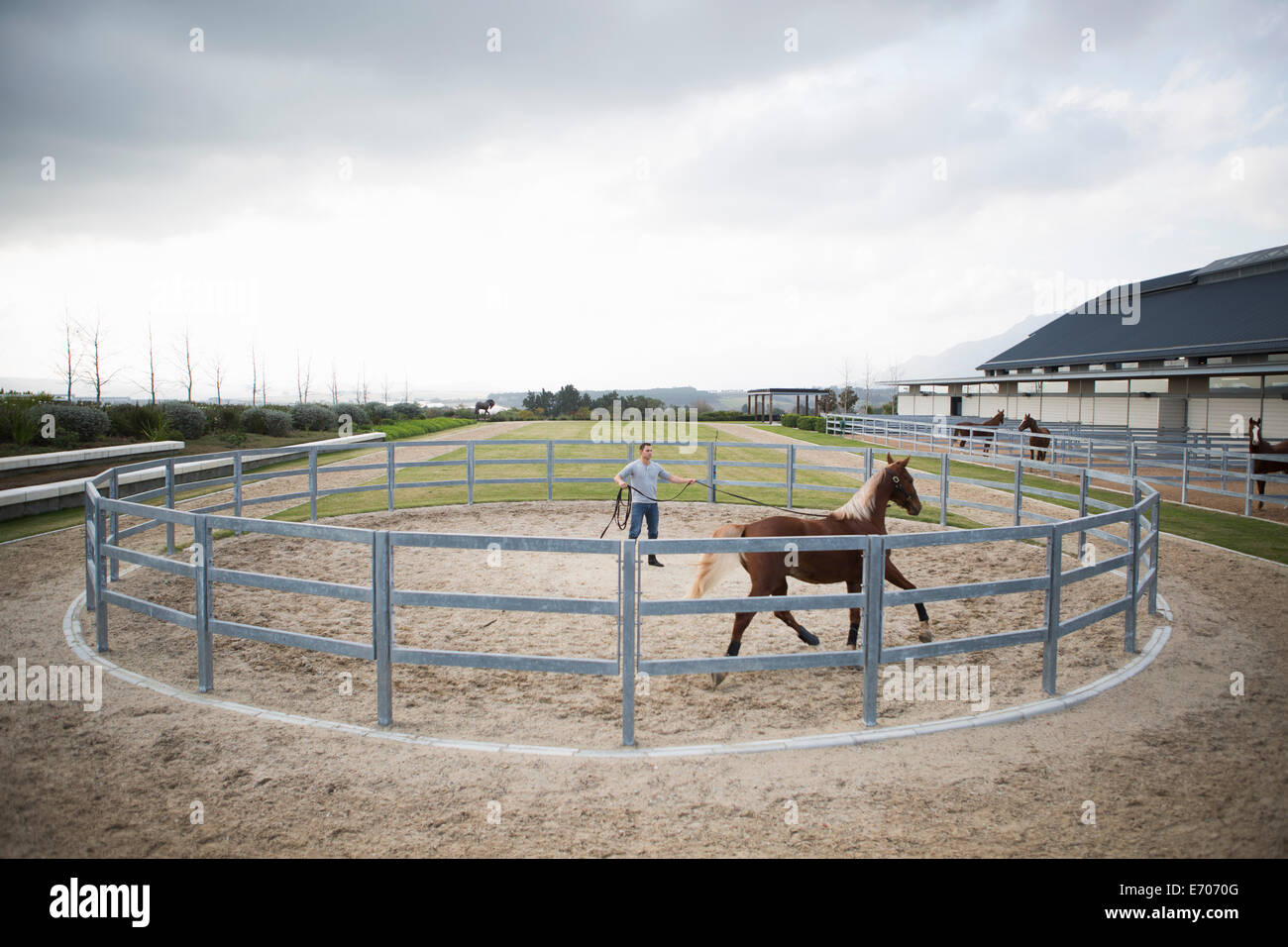Male stablehand training palomino horse around paddock ring Stock Photo