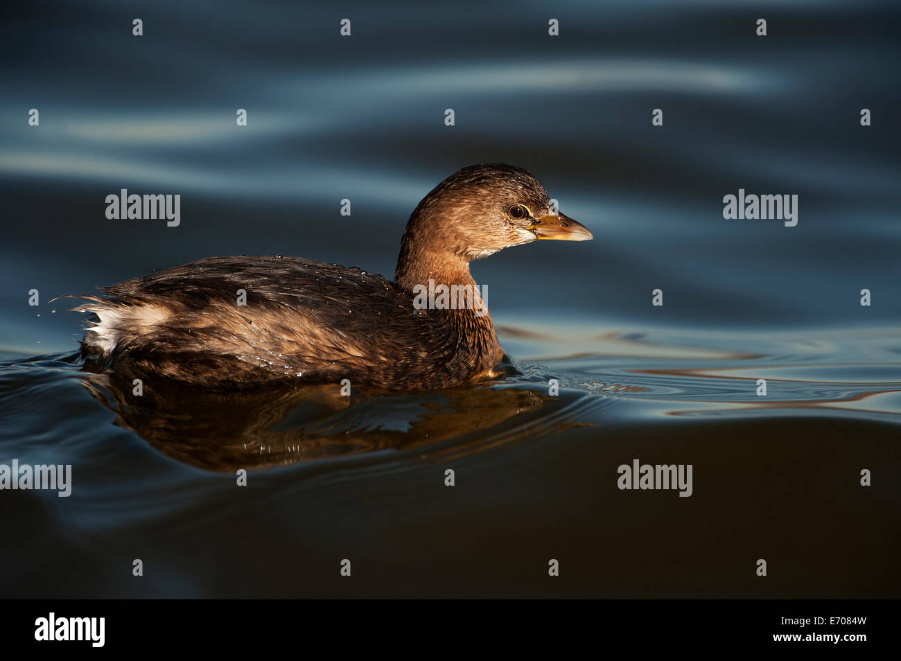 Pied-billed grebe on pond Stock Photo