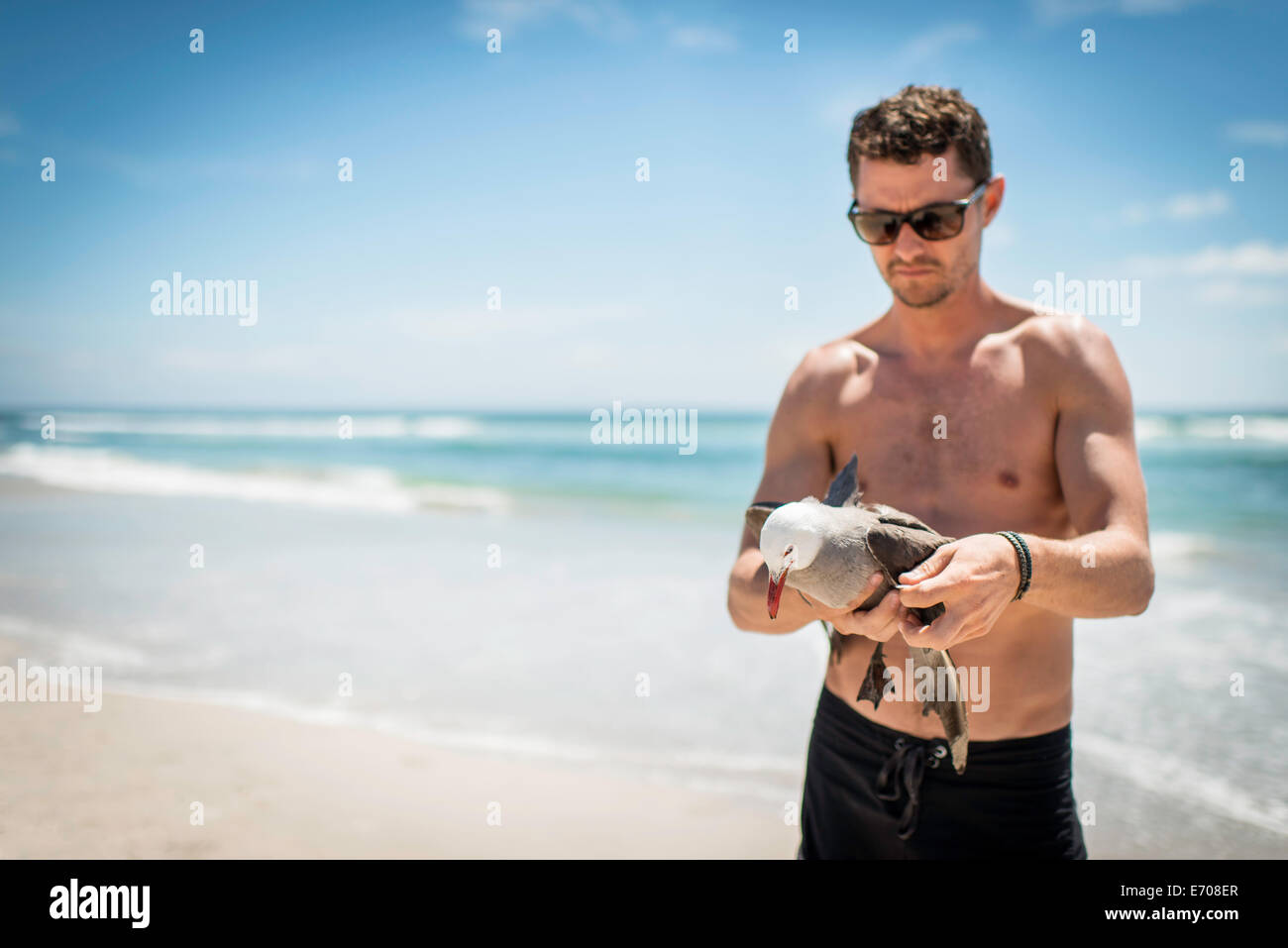 Mid adult male holding seagull on beach Stock Photo - Alamy
