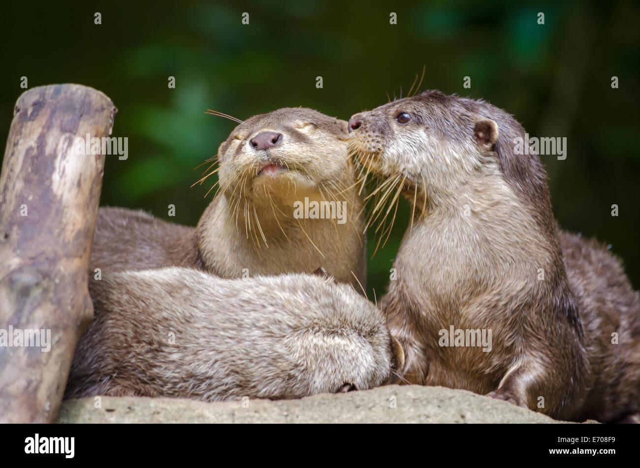 A pair of Oriental Short-Clawed Otters kissing Stock Photo