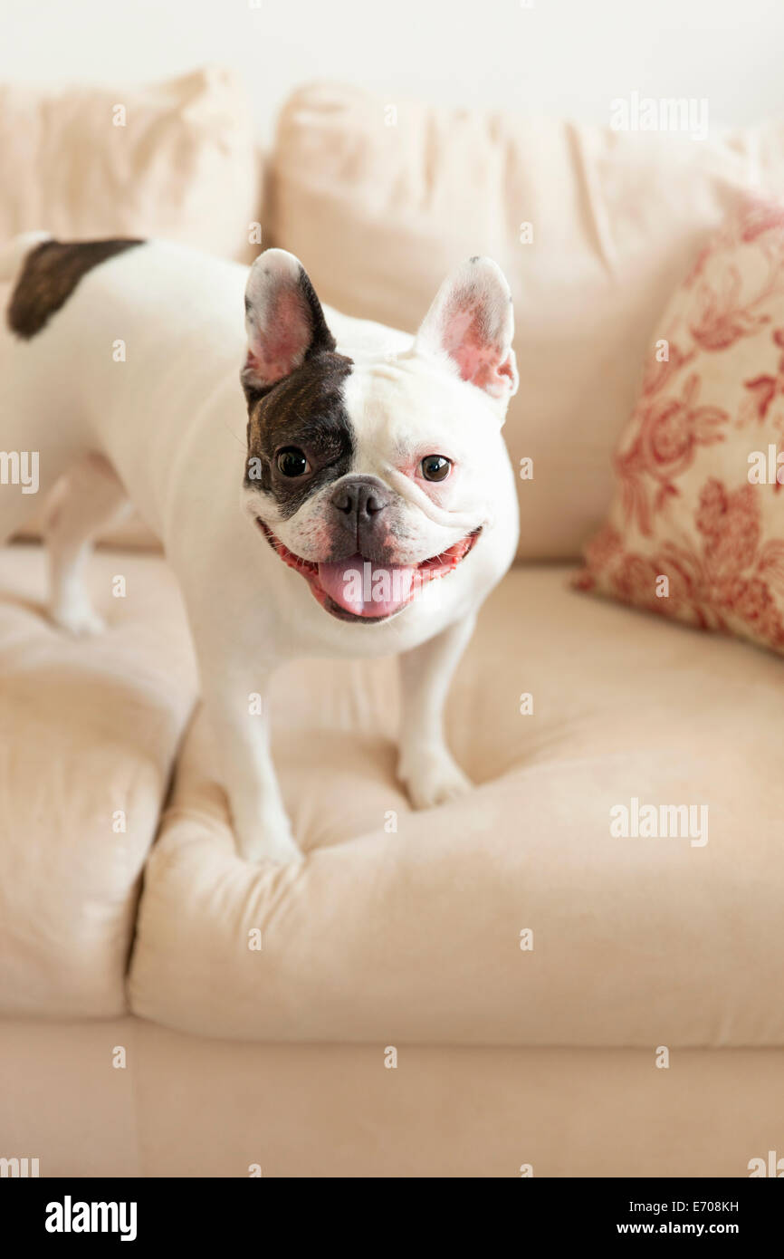 Portrait of french bulldog Stock Photo