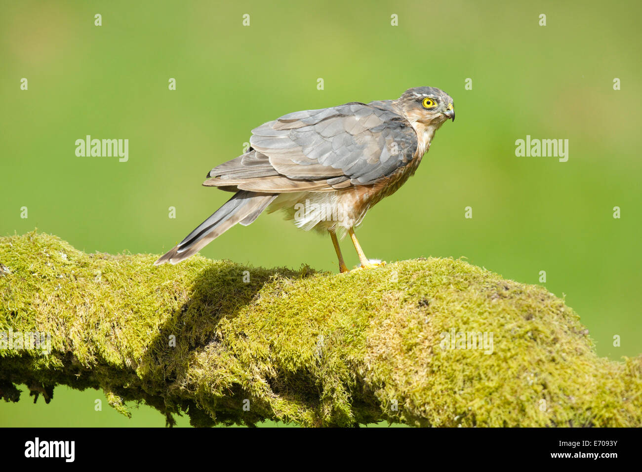 Sparrowhawk casts a wary eye in the direction of the camera as it hears the sound of the soft shutter release #3571 Stock Photo
