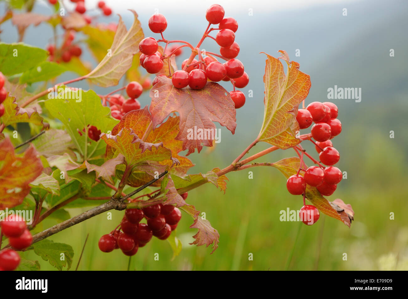 Autumn branch of red viburnum with red leaves Stock Photo