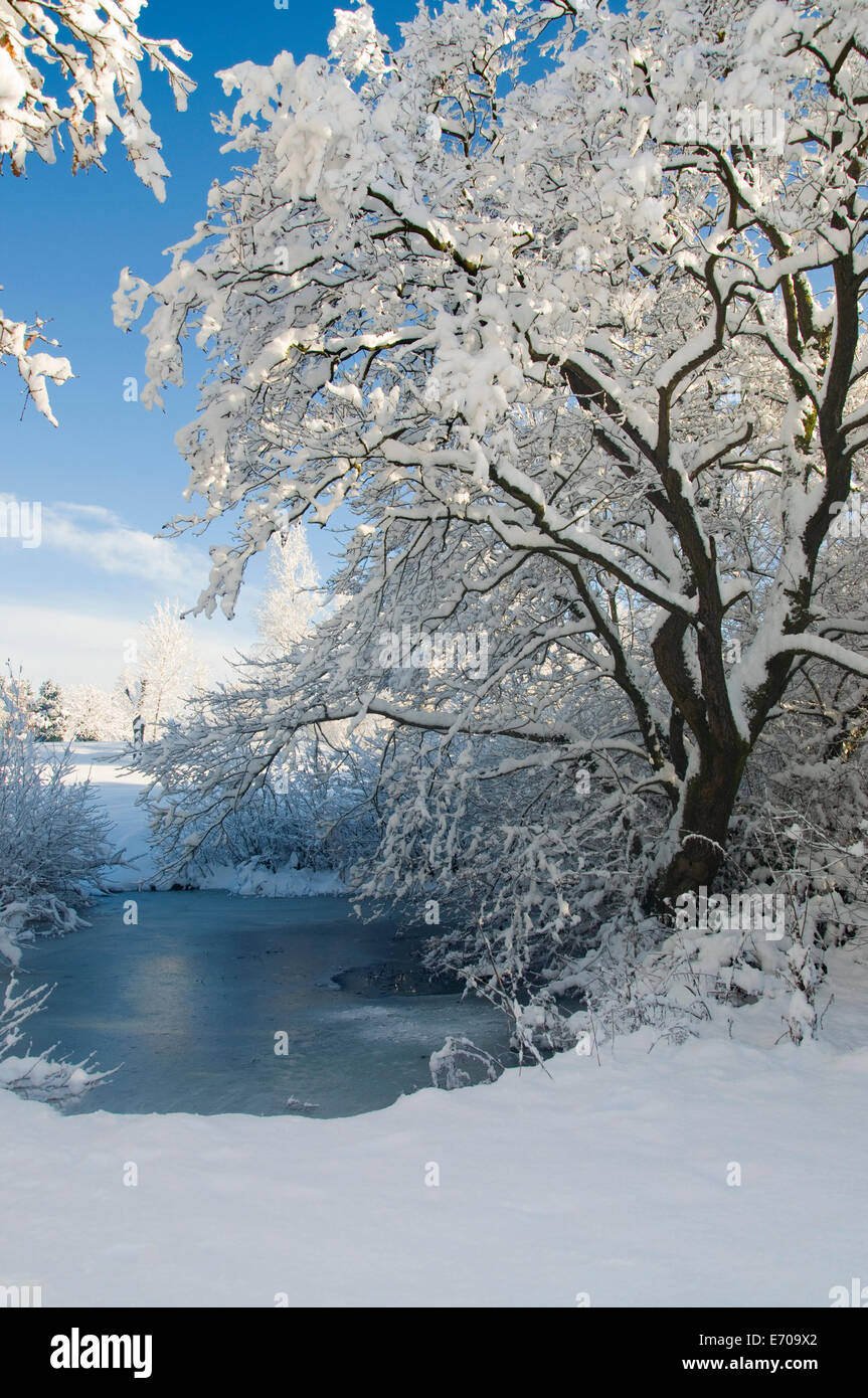Portrait of a frozen pond and snow laden trees with blue skies Stock ...