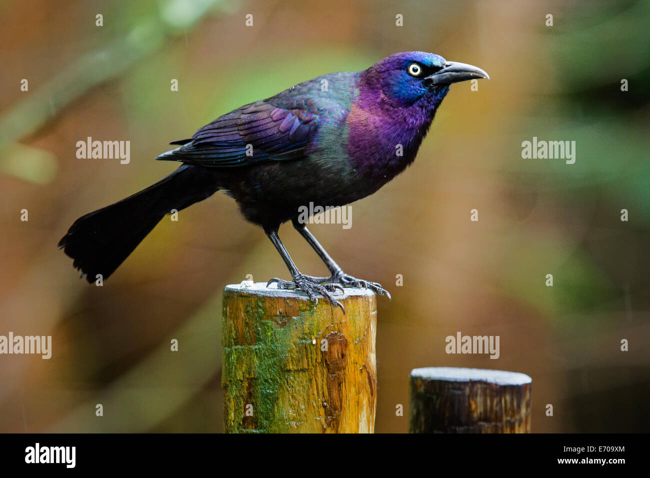 Common Grackle (Quiscalus quiscula) with an irridescent shimmer. Stock Photo