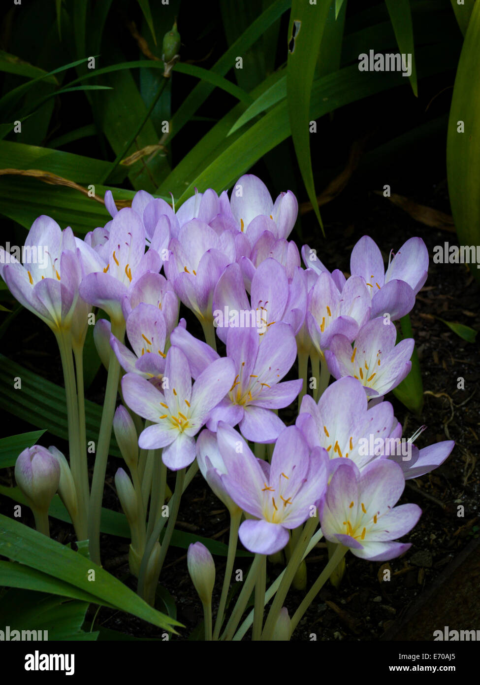 Rain lilies Stock Photo