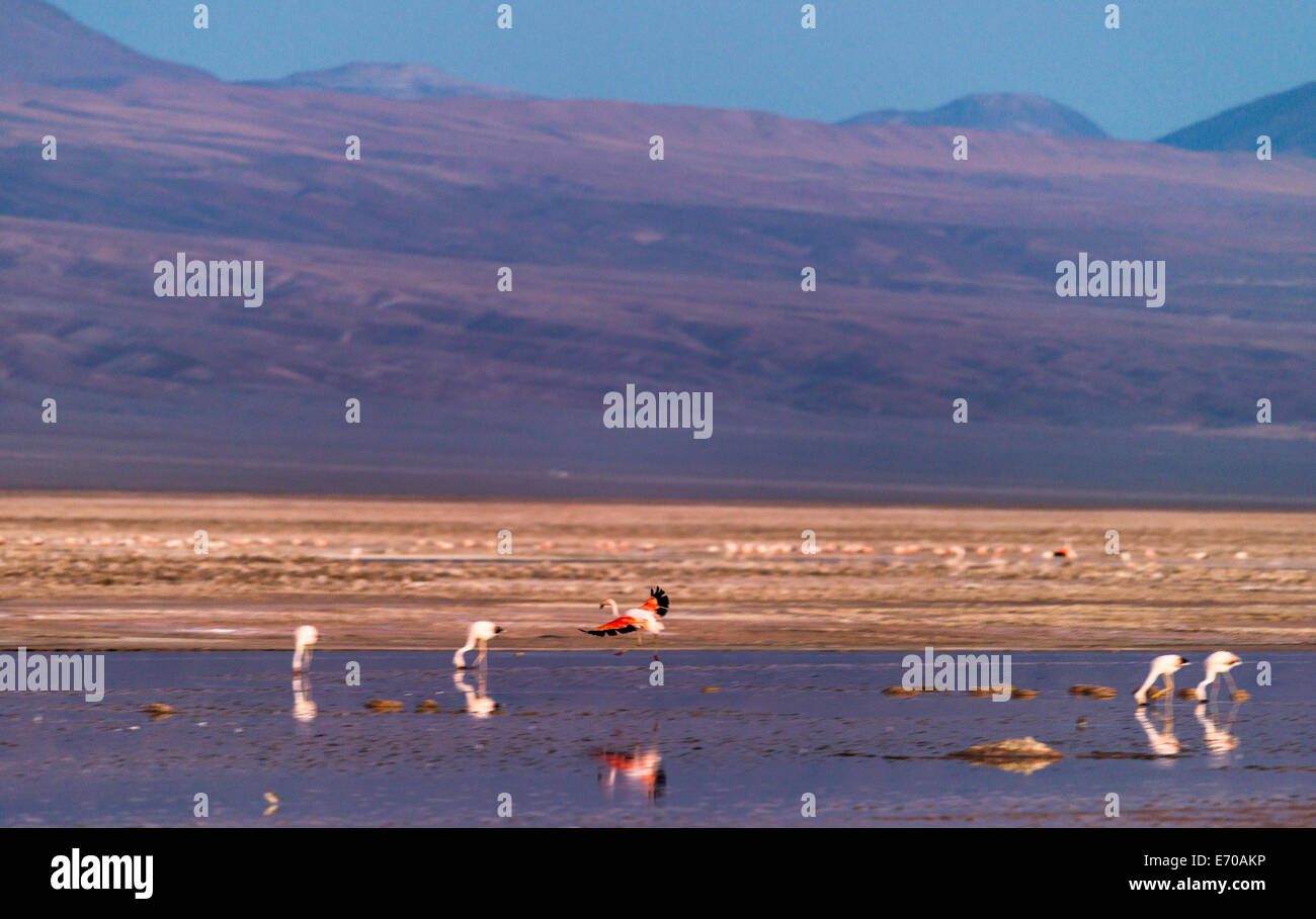 Flamingos in San Pedro de Atacama, Chile, South America Stock Photo