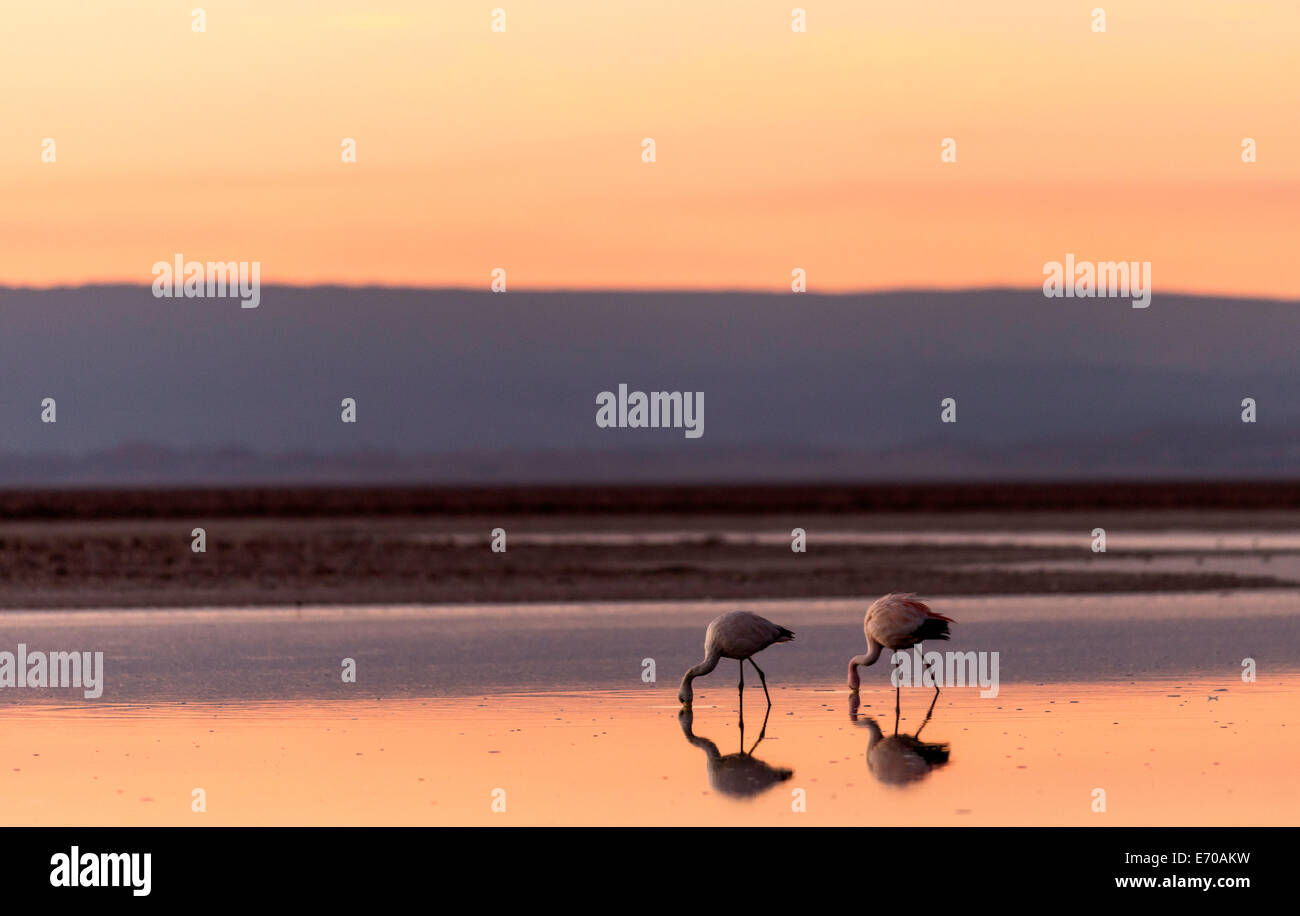 Flamingos in San Pedro de Atacama, Chile, South America Stock Photo