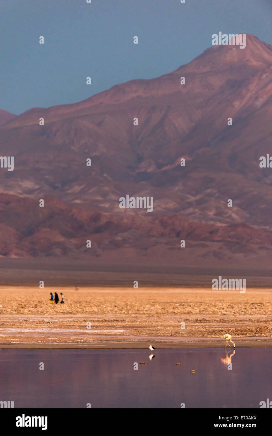 Flamingos in San Pedro de Atacama, Chile, South America Stock Photo