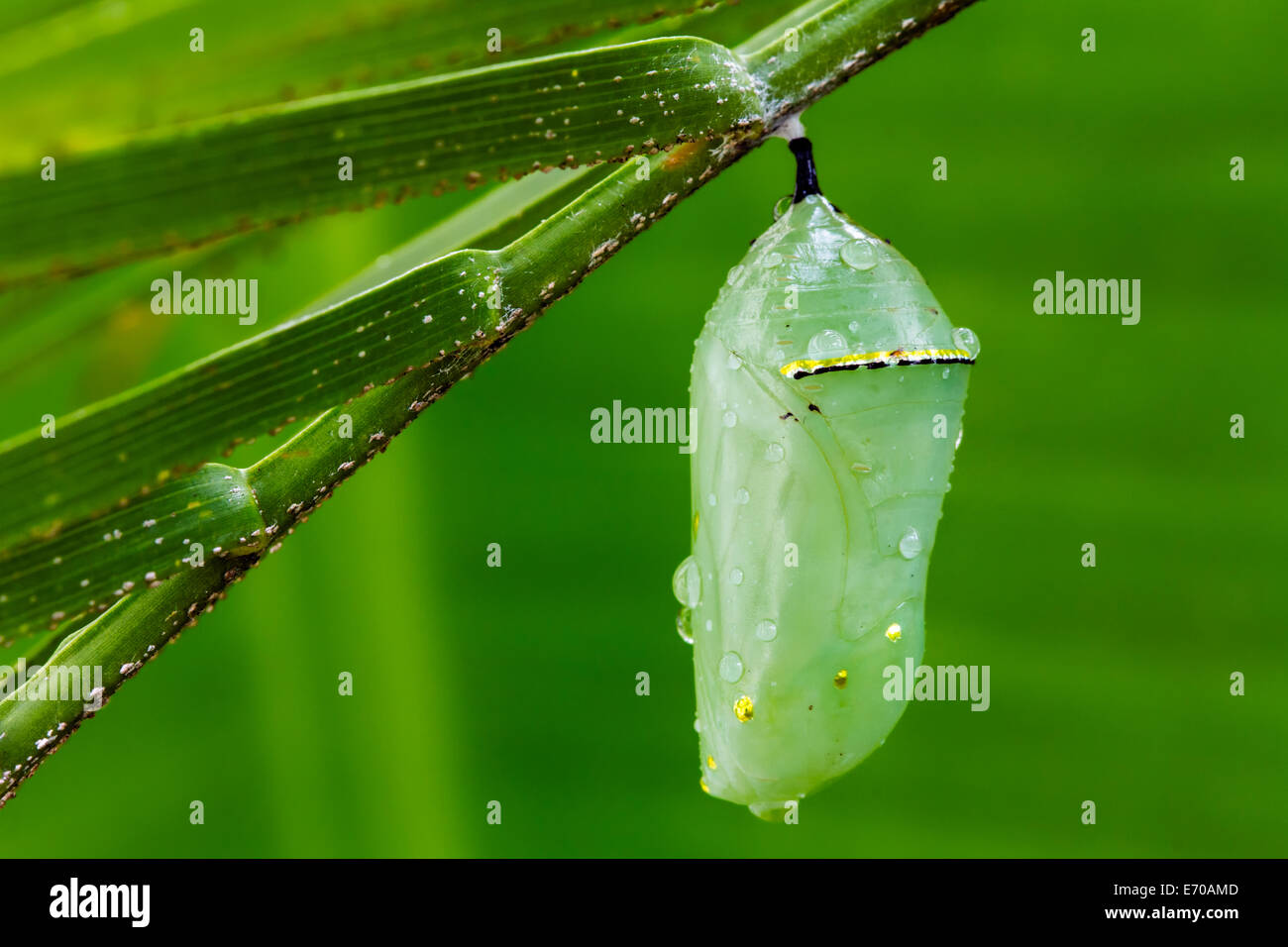 Monarch butterfly, Danaus plexippus, pupa with dew drops hanging from a branch. Stock Photo
