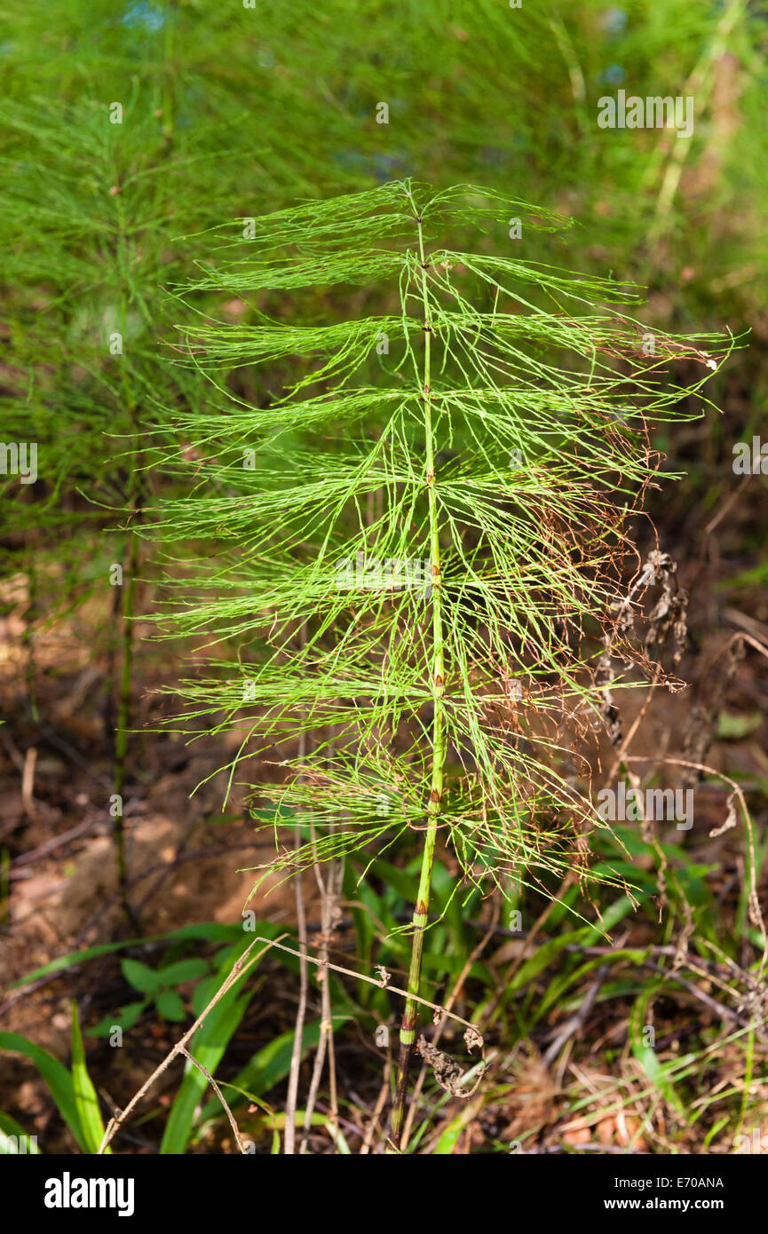 equisetum - horsetail plant bright green on brown background Stock Photo