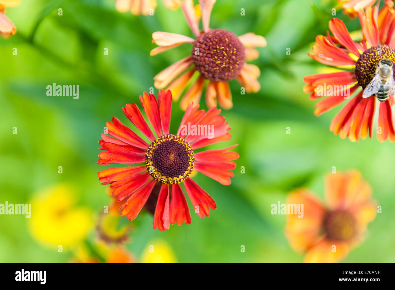 Bright red helenium flowers with bee in the garden Stock Photo