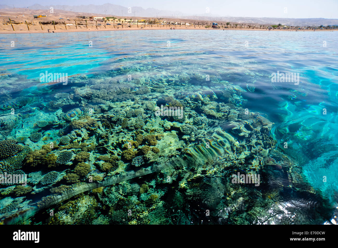 Jordan. Japanese Gardens is a popular beach and dive site south of