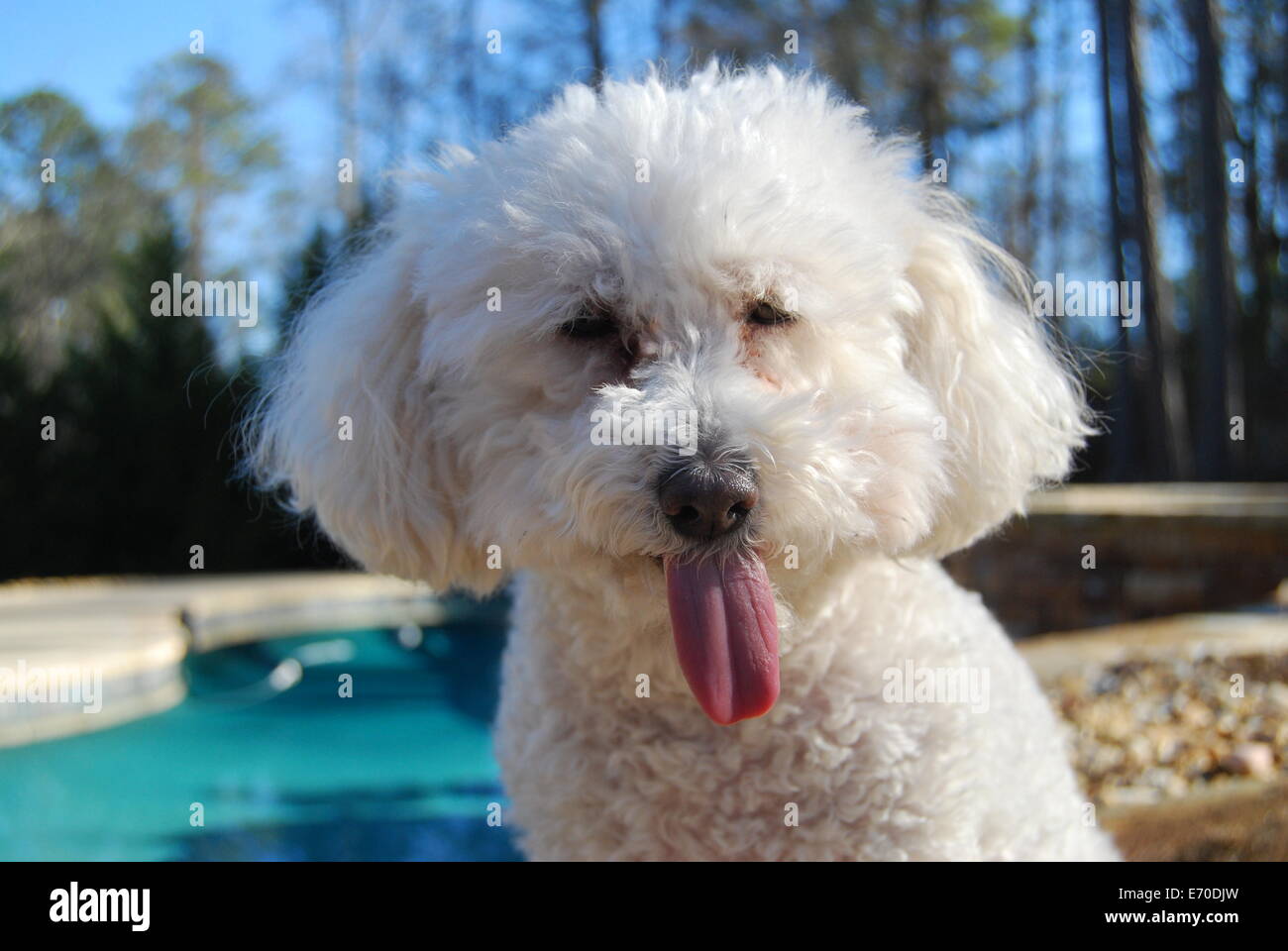 Dog Appearing To Stick Out Tongue Stock Photo Alamy
