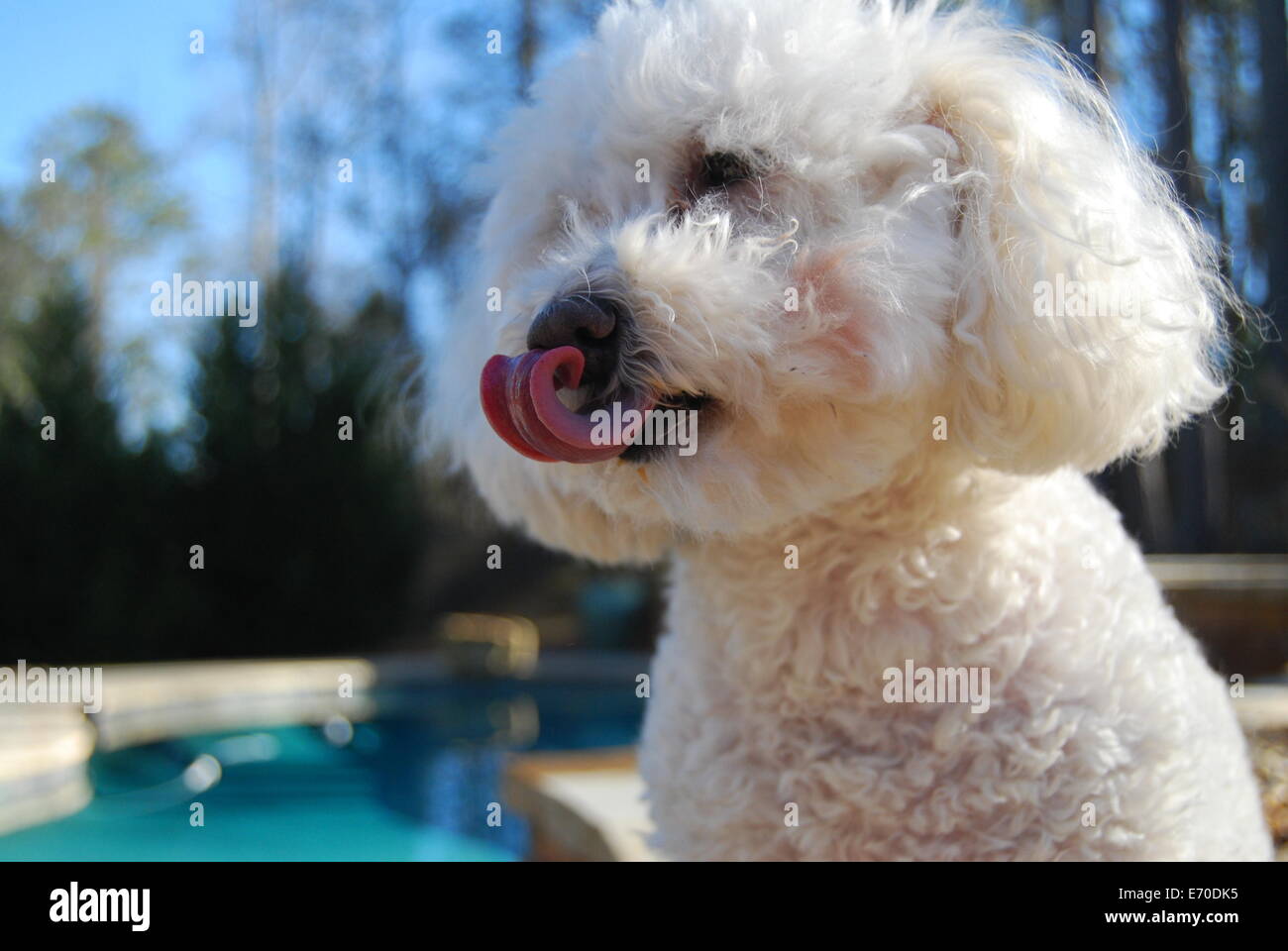 Dog licking after eating Stock Photo Alamy