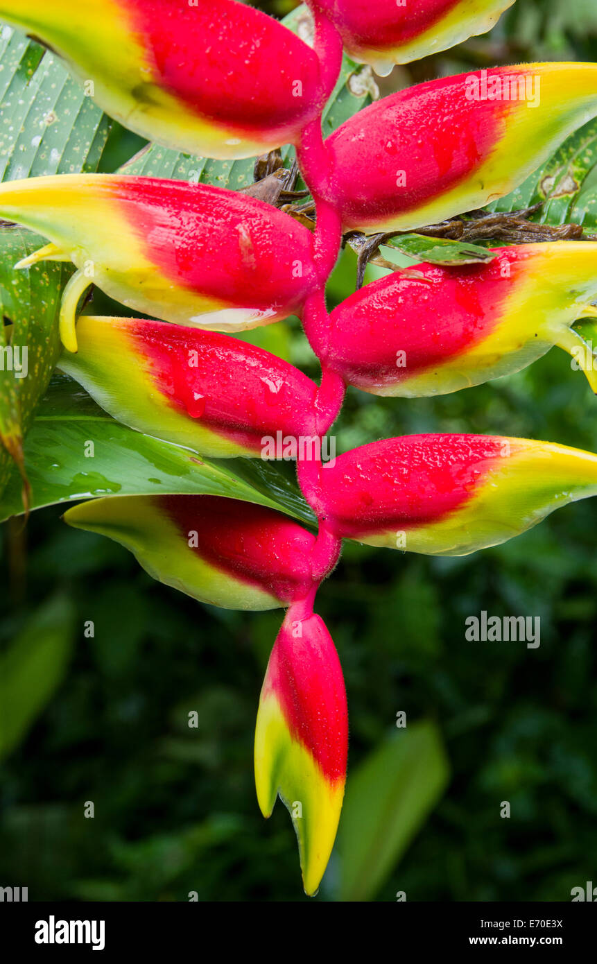 Heliconias Flowers In The Rain Forest Of Tingo Maria Huanuco Department Peru Stock Photo Alamy