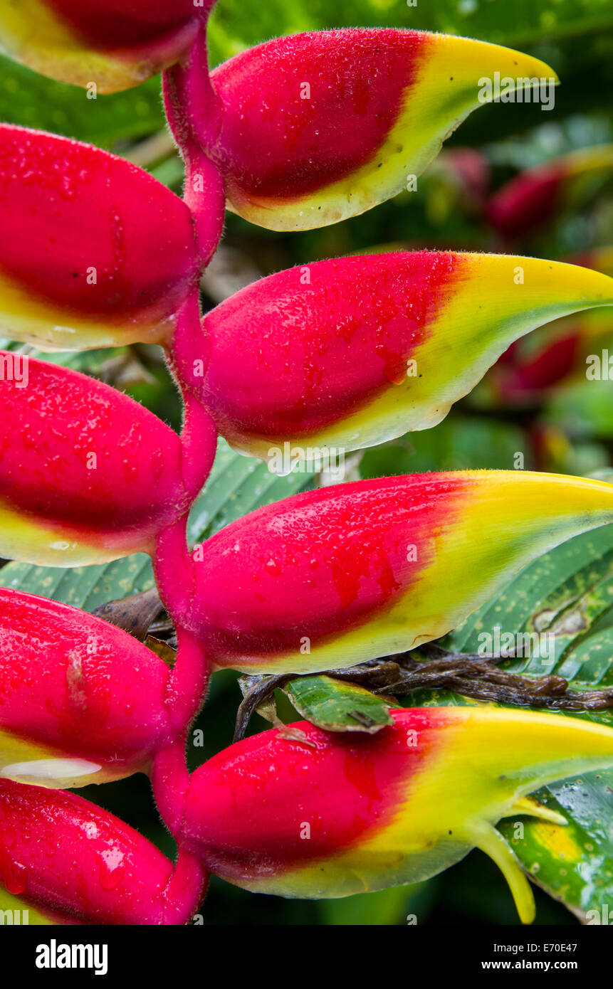 Heliconias Flowers In The Rain Forest Of Tingo Maria Huanuco Department Peru Stock Photo Alamy
