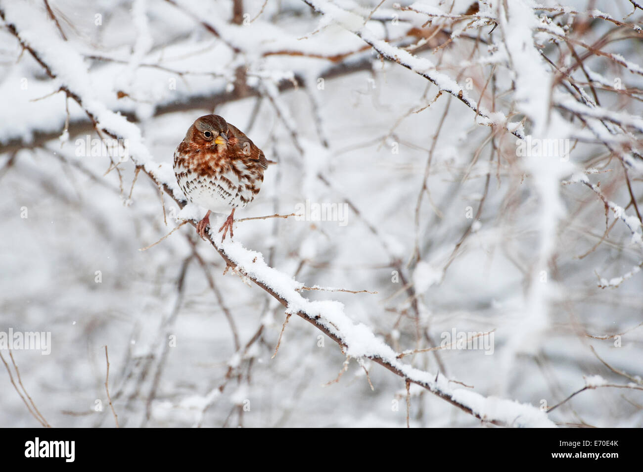 Fox sparrow in winter landscape Stock Photo