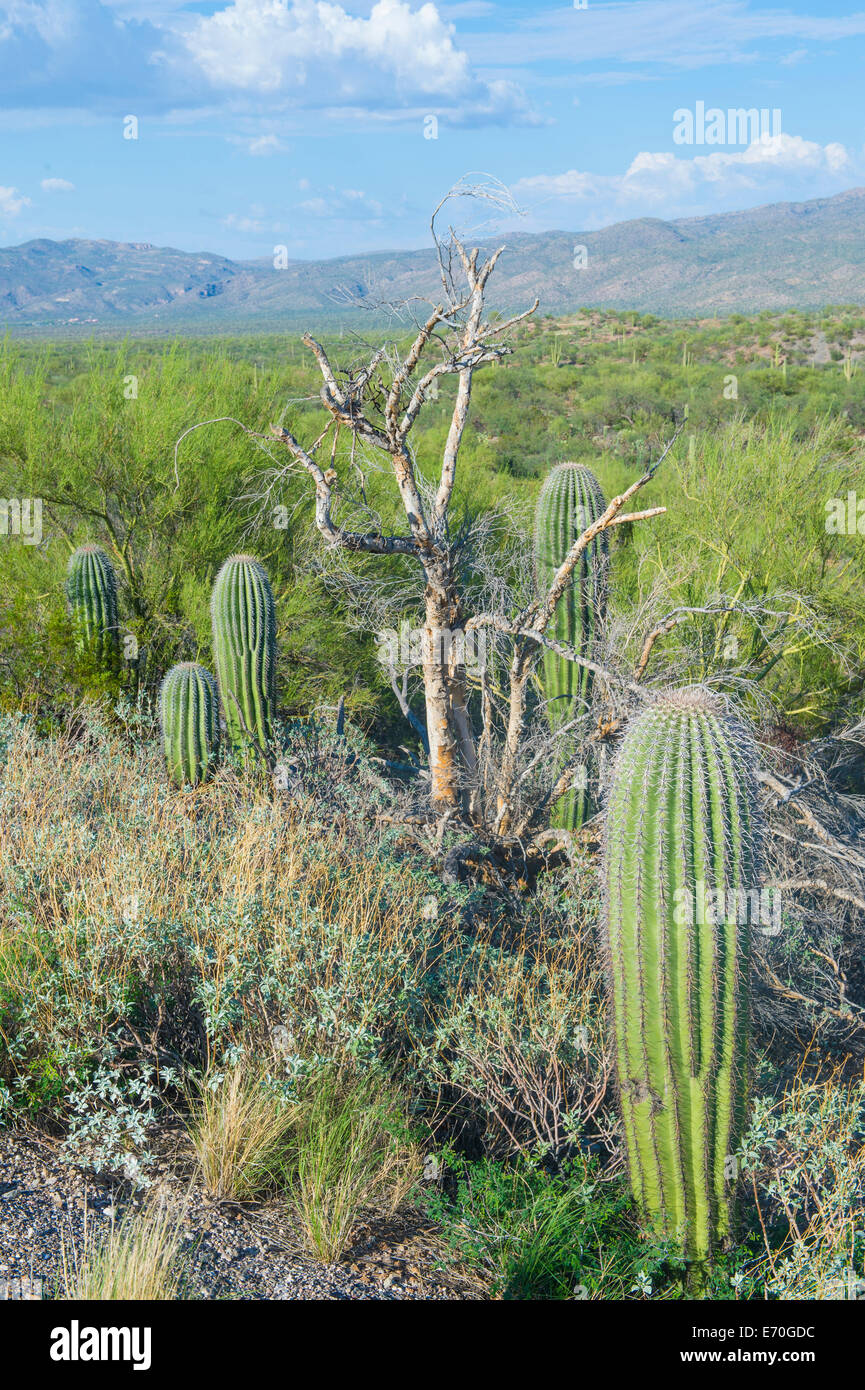 Saguaro cactus in sonoran desert hi-res stock photography and images ...
