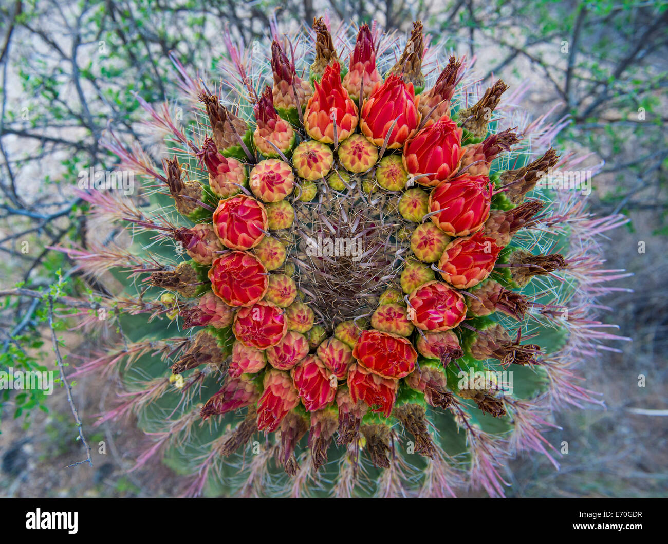 Cactus blooms in the Sonoran desert in southern Arizona Stock Photo - Alamy