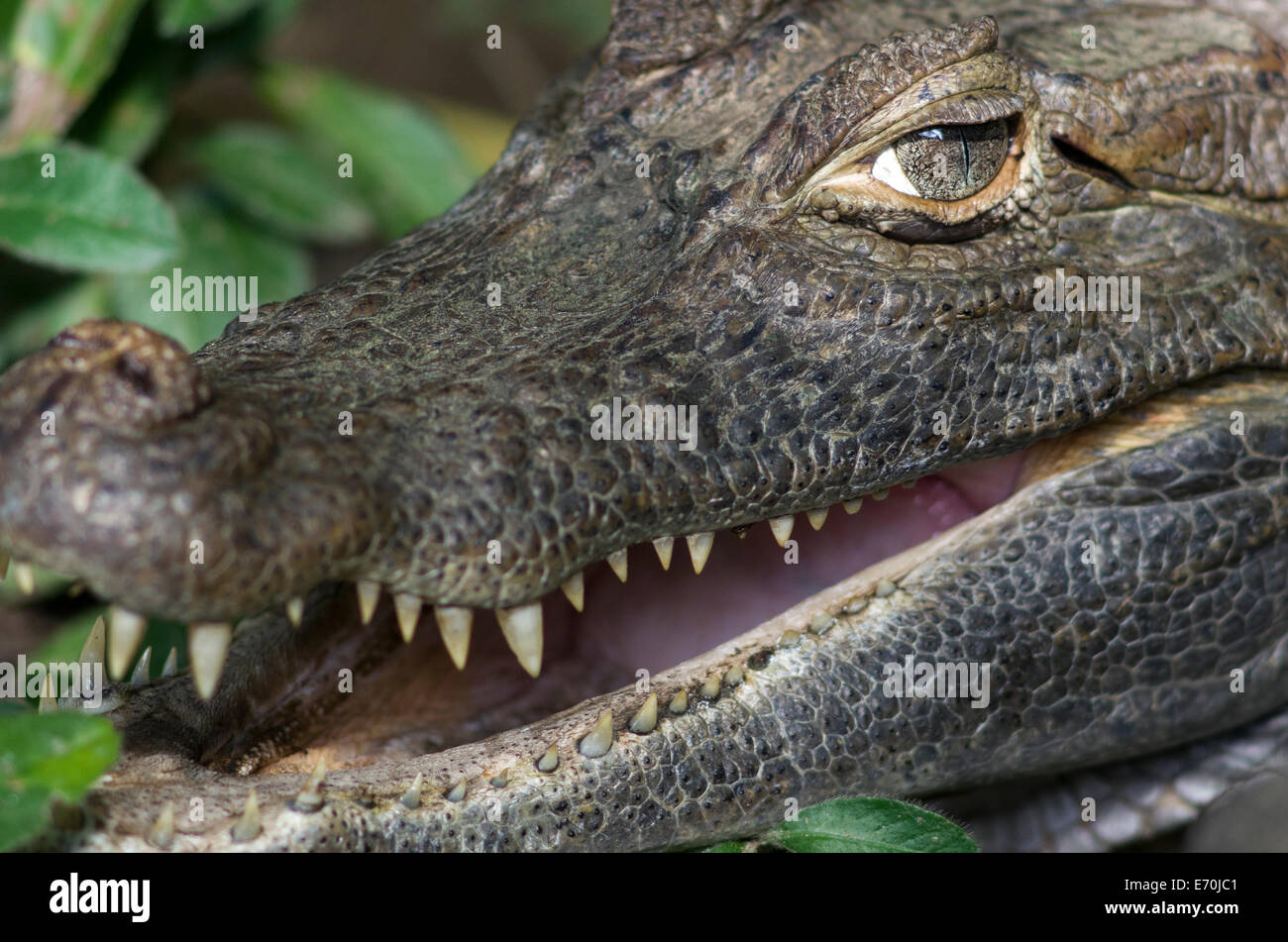 Spectacled caiman (Caiman crocodilus) in the Tingo Maria jungle. Peru. Stock Photo