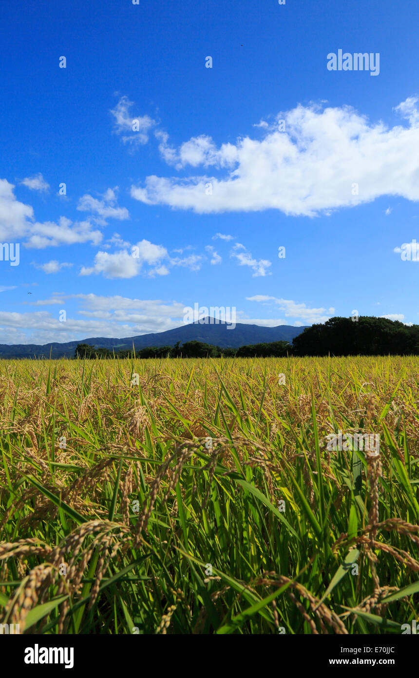 Mt. Iwate and ear rice Stock Photo