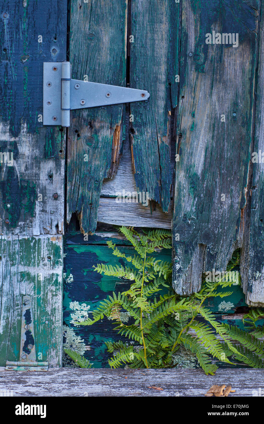 old door with green fern growing in crack Stock Photo
