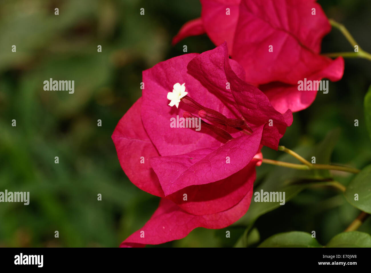 Bougainvillea red hi-res stock photography and images - Alamy