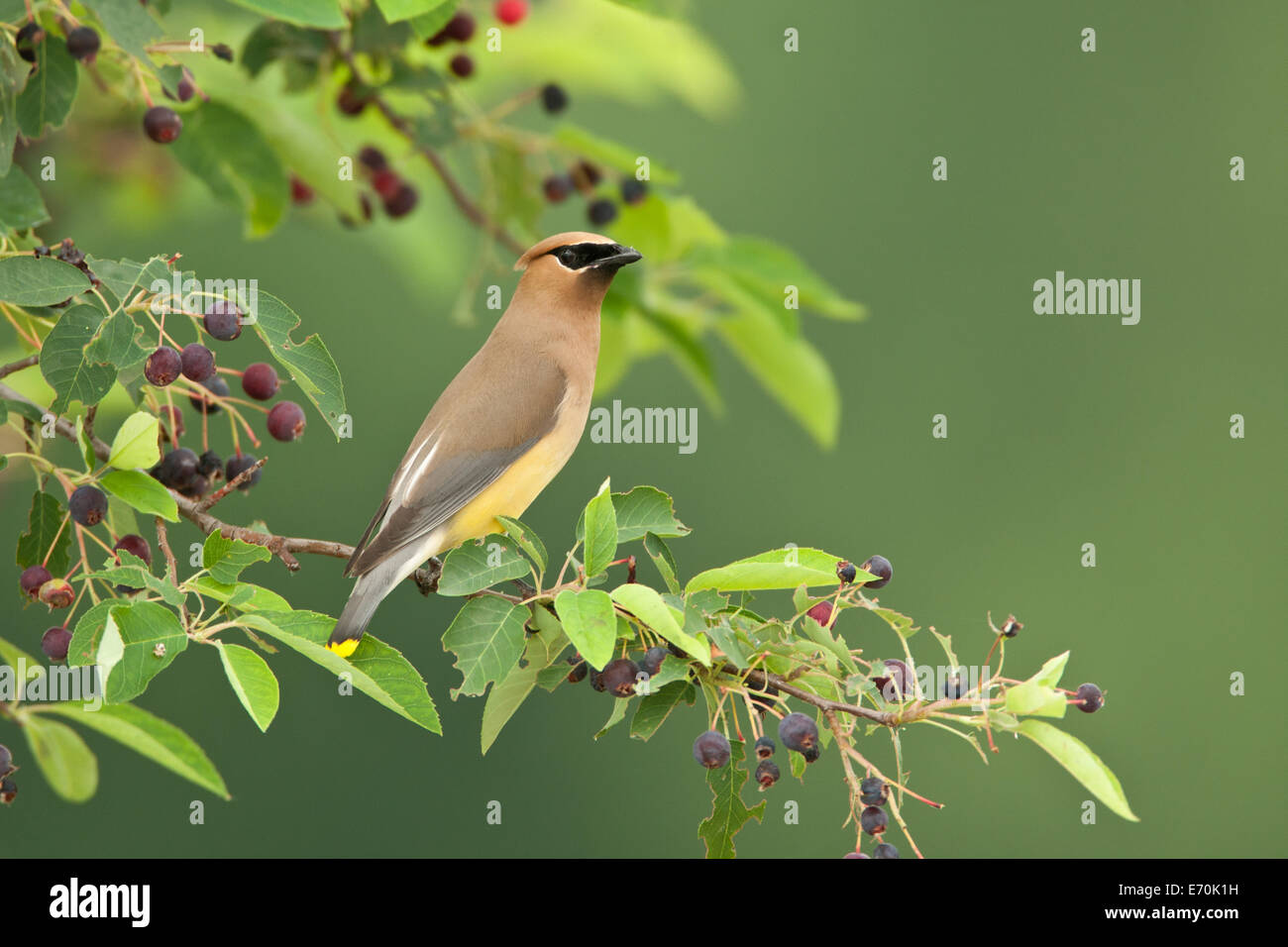 Cedar Waxwing bird songbird in Serviceberry Tree Ornithology Science Nature Wildlife Environment Stock Photo