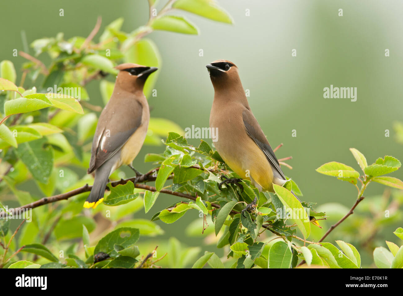 Cedar Waxwings birds songbirds in Serviceberry Tree Ornithology Science Nature Wildlife Environment Stock Photo