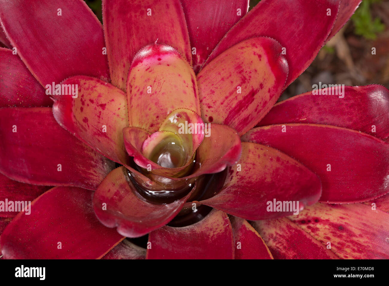 Bromeliad, Neoregelia  cultivar 'Hula Girl' , with brilliant red foliage, growing outdoors in warm climate Stock Photo