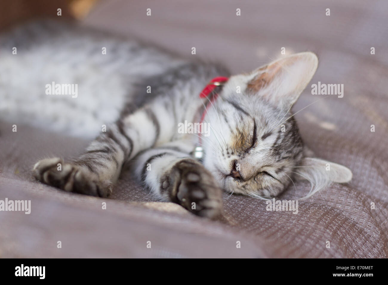 kitty cat face portrait sleeping Stock Photo