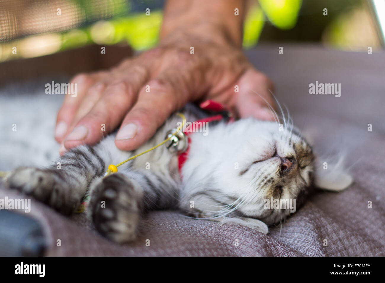 kitty cat face portrait sleeping hand touching Stock Photo