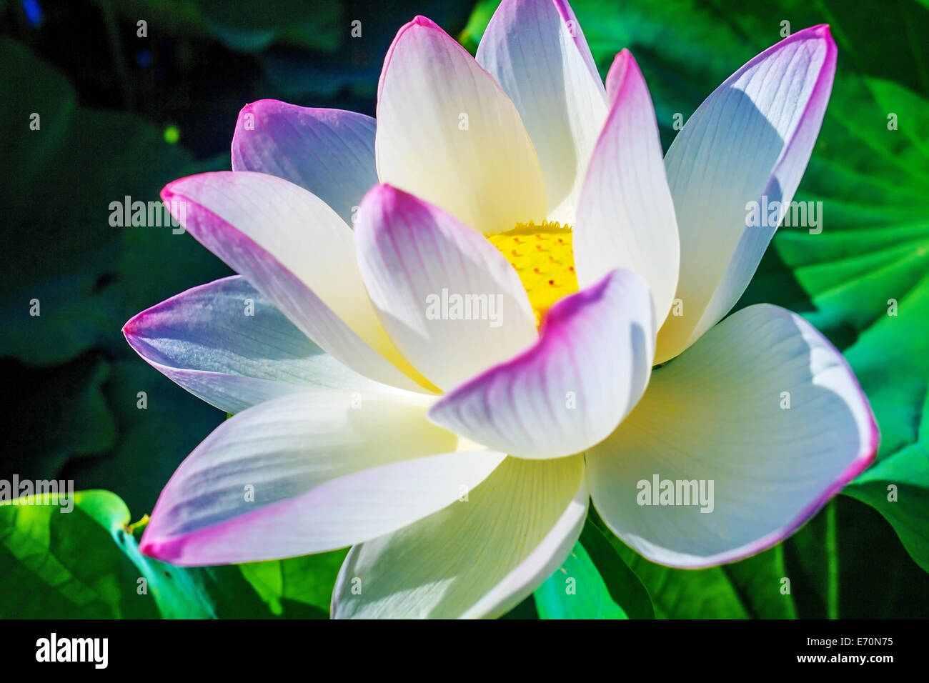 Closeup on lotus petal with copyspace for adv or others purpose use Stock Photo