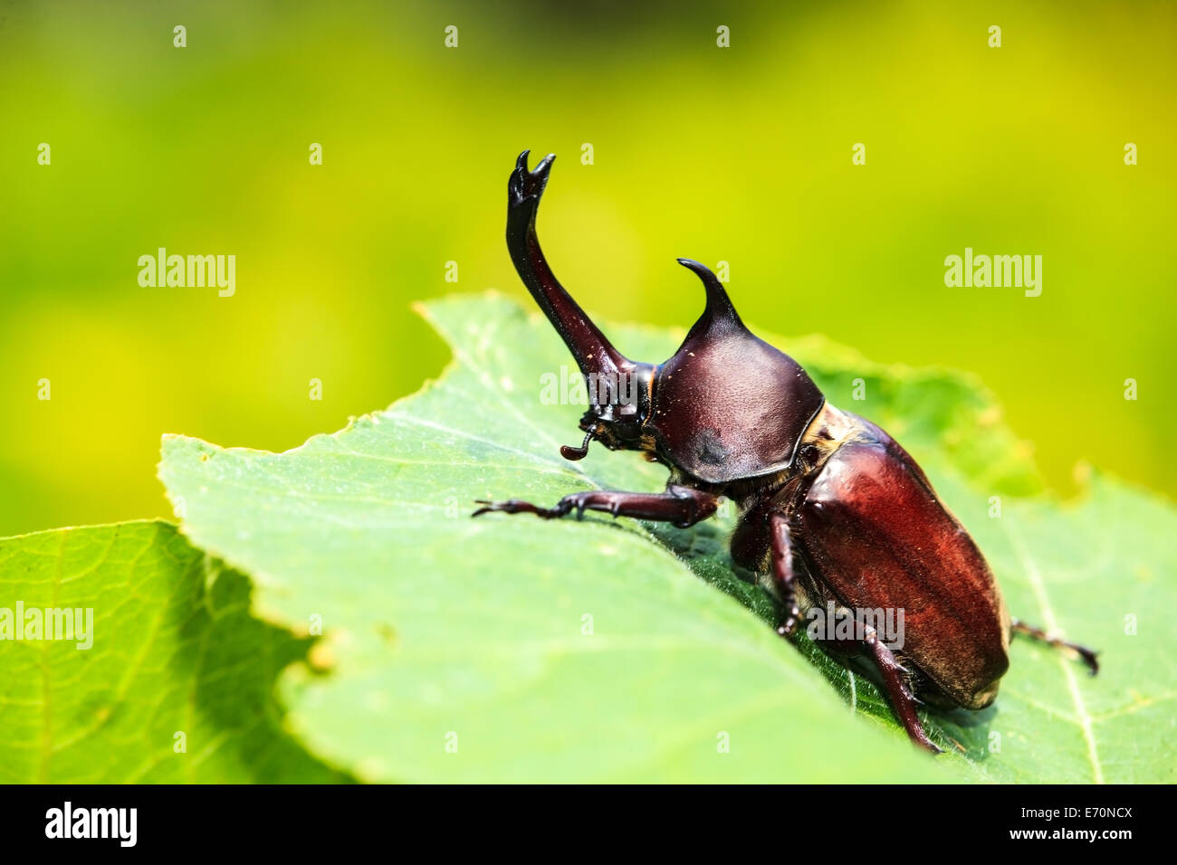 Rhinoceros beetle for adv or others purpose use Stock Photo
