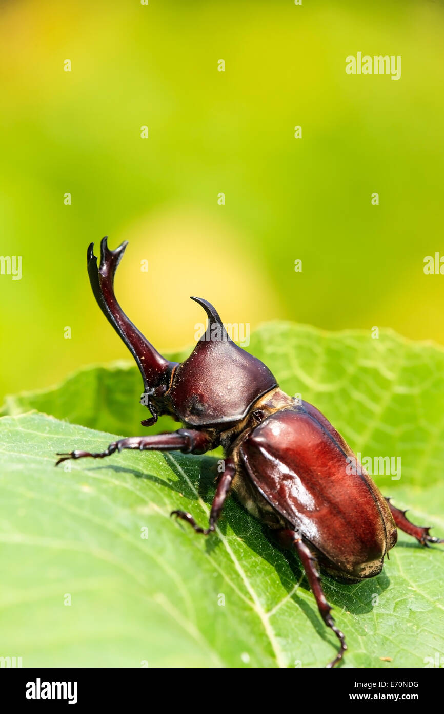 Rhinoceros beetle for adv or others purpose use Stock Photo