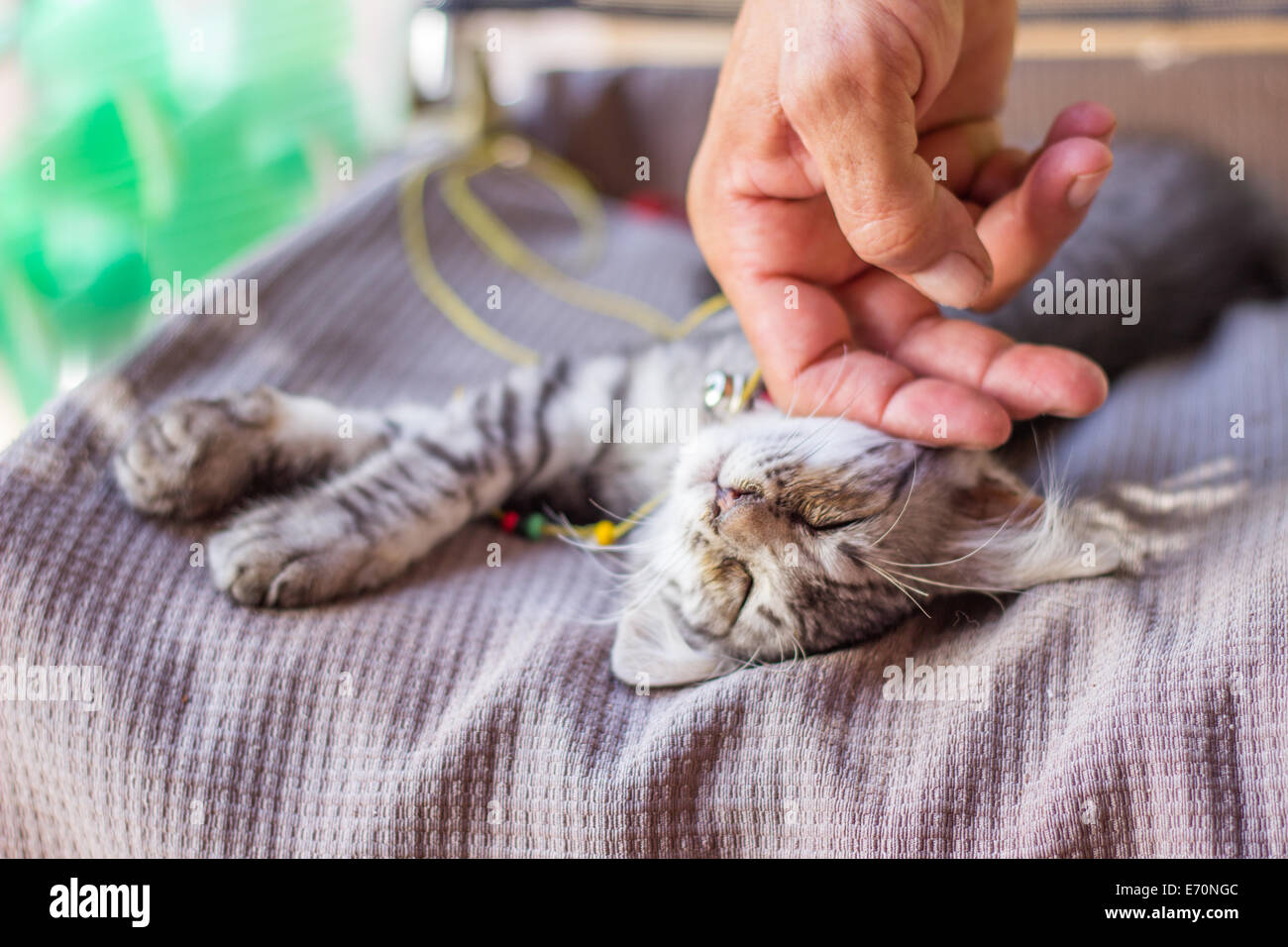 kitty cat face portrait sleeping hand touching Stock Photo Alamy
