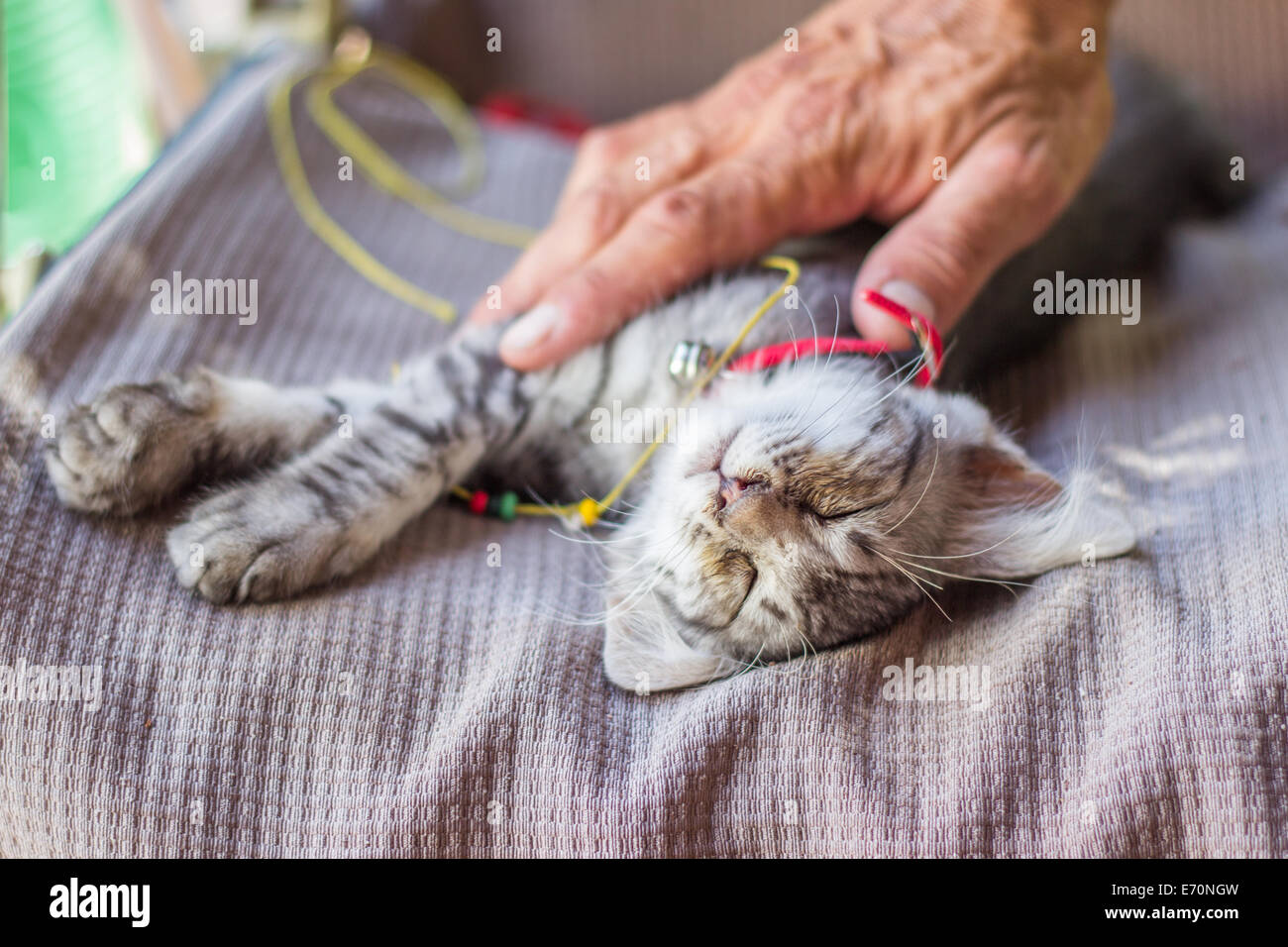 kitty cat face portrait sleeping hand touching Stock Photo