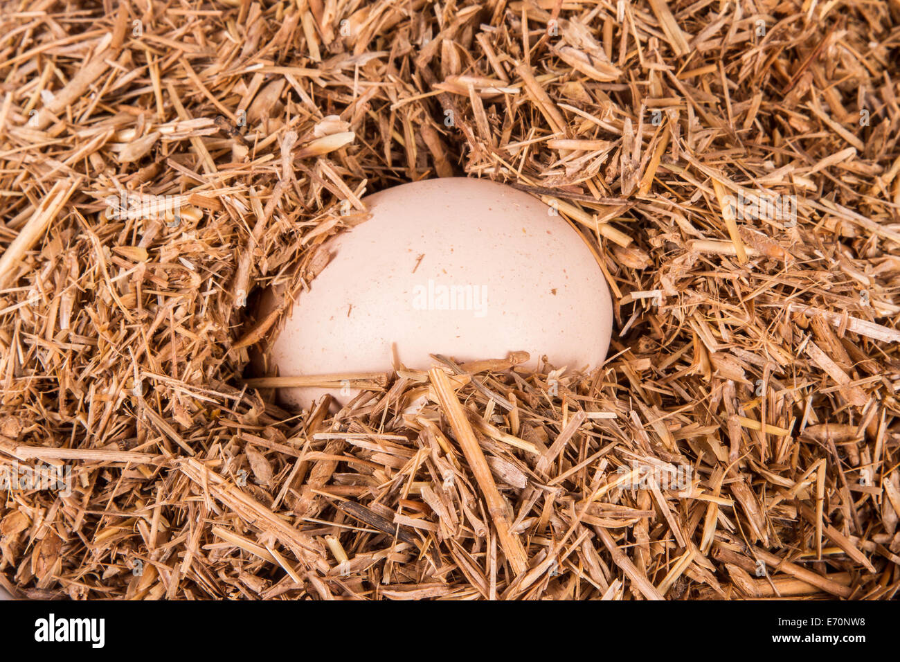 Top view of single organic egg in nest, isolated on white background ...