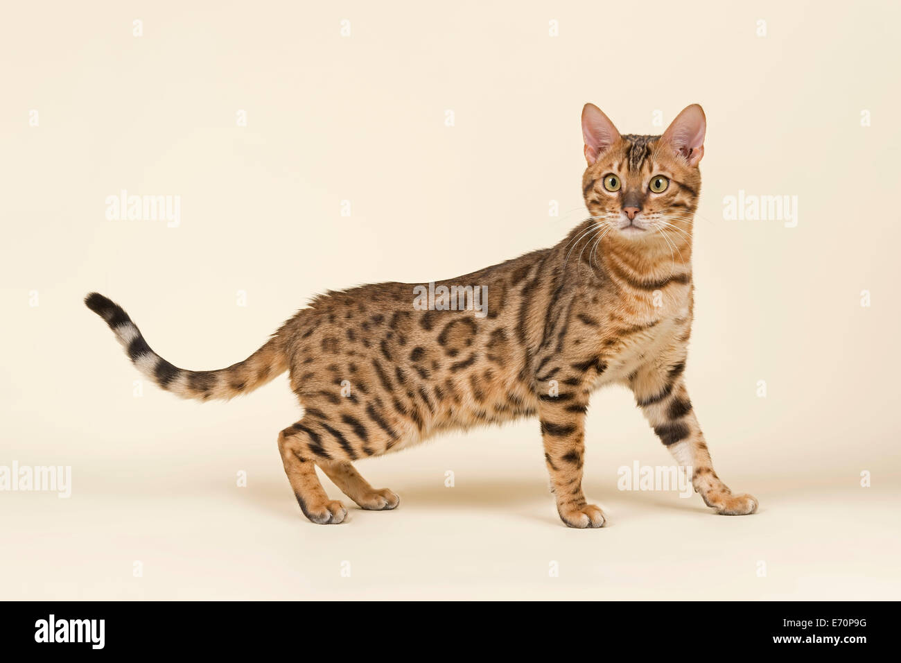 Bengal cat, male, brown rosetted Stock Photo