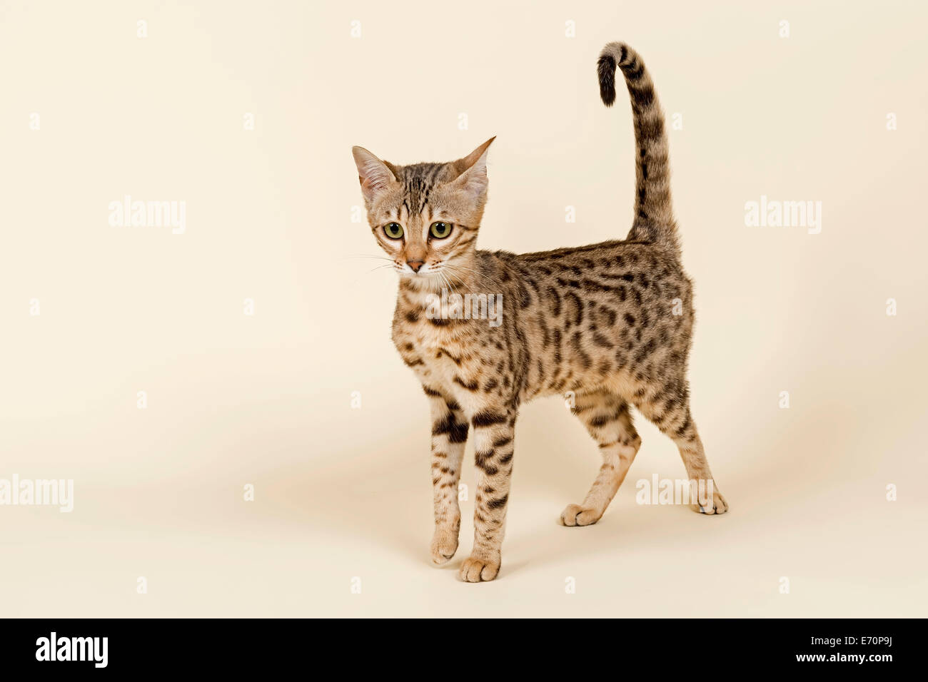 Bengal Kitten, brown rosetted, 16 weeks Stock Photo